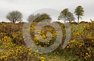 Yellow gorse and beech trees