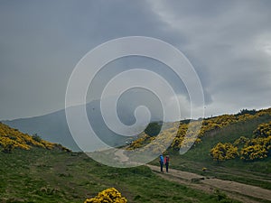 yellow gorse burning in a bush fire on arthurs seat