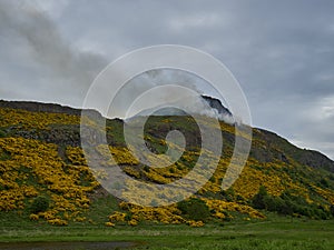 yellow gorse burning in a bush fire on arthurs seat