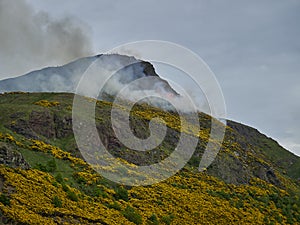 yellow gorse burning in a bush fire on arthurs seat