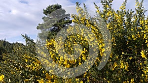 Yellow gorse in flower in the English countryside