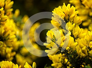 Yellow Gorse Flower in Scotland