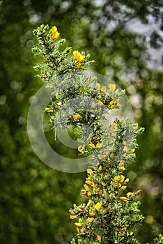 Yellow Gorse Flower in Scotland