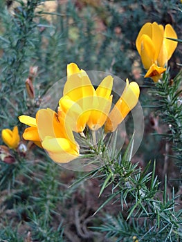Yellow Gorse Flower and Thorns