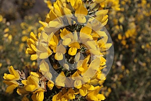 Yellow gorse flowers photo