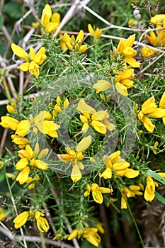 Yellow gorse flowers