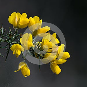 Yellow Gorse Flowers with Dark Background.