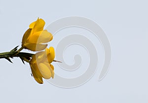 Yellow Gorse Flowers with Sky and Copy Space