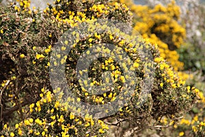 Yellow gorse shrub found in Ireland