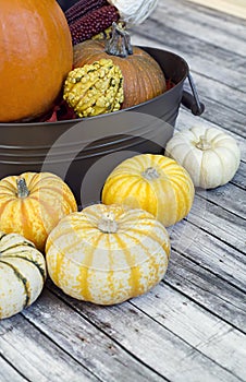 Yellow Gourde and orange pumpkins for thanksgiving