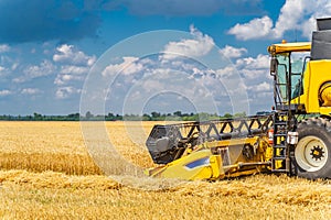 Yellow grain harvesting combine in a sunny day. Yellow field with golden grain. Agricultural technic works in field.