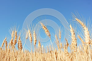 Yellow grain ready for harvest