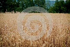 Yellow grain ready for harvest growing in a farm field