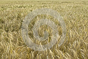 Yellow grain ready for harvest growing in a farm field