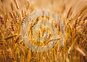 Yellow grain ready for harvest growing in a farm field