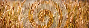 Yellow grain ready for harvest growing in a farm field