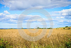 Yellow grain ready for harvest growing