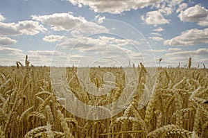 Yellow grain ready for harvest growing in a farm field