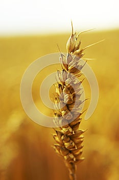 Yellow grain ready for harvest growing in a farm field