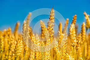 Yellow grain ready for harvest growing in a farm field with beautiful blue sky. Wheat ears in field