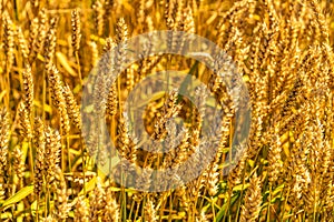 Yellow grain ready for harvest growing in a farm field. Wheat field