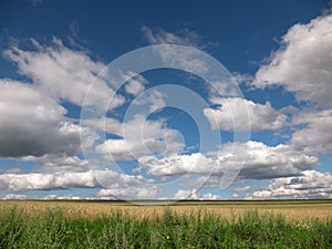 Yellow grain ready for harvest growing in a farm field