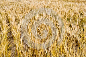 Yellow grain ready for harvest growing in a farm field