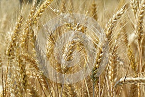 Yellow grain ready for harvest