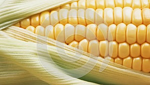 Yellow grains sweet corn background with corn husks