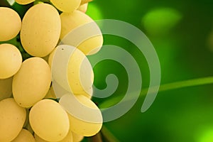 Yellow grape cluster