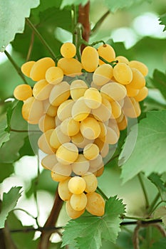 Yellow grape cluster with leaves on vine