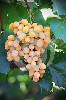 Yellow grape cluster with leaves on vine