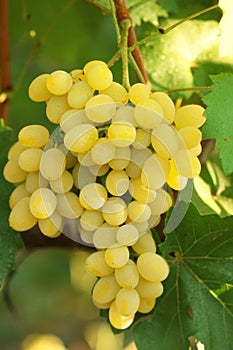 Yellow grape cluster with leaves on vine