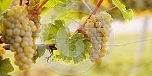 Yellow grape hanging in a vineyard, wide shot
