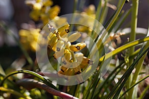 Yellow grape hyacinth, Muscari macrocarpum