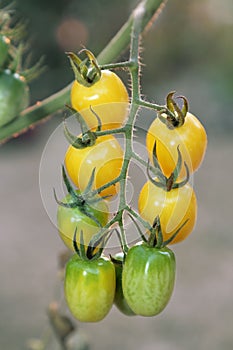 Yellow grape tomatoes on plants in the evening.