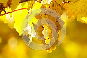 Yellow Grape In Vineyard In Autumn photo