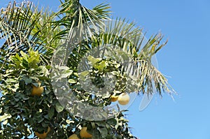 Yellow grapefruits and palm tree