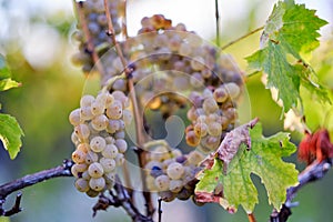 Yellow grapes on grapevine, vineyard in autumn