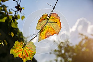 Yellow grapes leaves in the sun beams.  Autumn day on farm yard. Harvest time. Nature photo