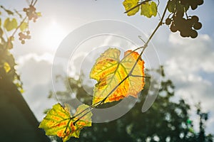 Yellow grapes leaves in the sun beams.  Autumn day on farm yard. Harvest time. Nature photo