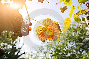 Yellow grapes leaves in the sun beams.  Autumn day on farm yard. Harvest time. Nature photo. Rupe fruit