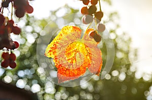 Yellow grapes leaves in the sun beams.  Autumn day on farm yard. Harvest time. Nature photo. Rupe fruit