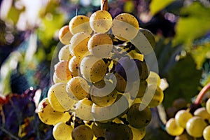 Yellow grapes