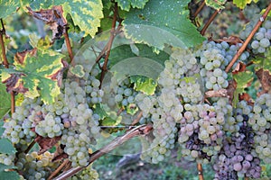Yellow grapes in a vineyard in Luxembourg