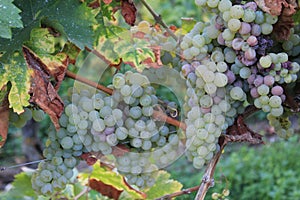 Yellow grapes in a vineyard in Luxembourg photo