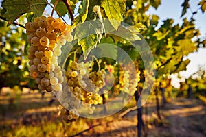 Yellow grapes on the vineyard