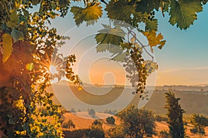 Yellow grapes in a vineyard at sunrise, with sunshine in the background. Idyllic seasonal agriculture background