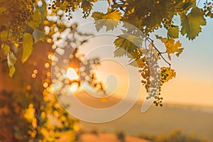 Yellow grapes in a vineyard at sunrise, with sunshine in the background. Idyllic seasonal agriculture background