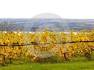 Yellow Grapevines during Fall Harvest Season in the FingerLakes